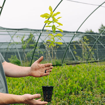 Image of a sawtooth oak seedling.